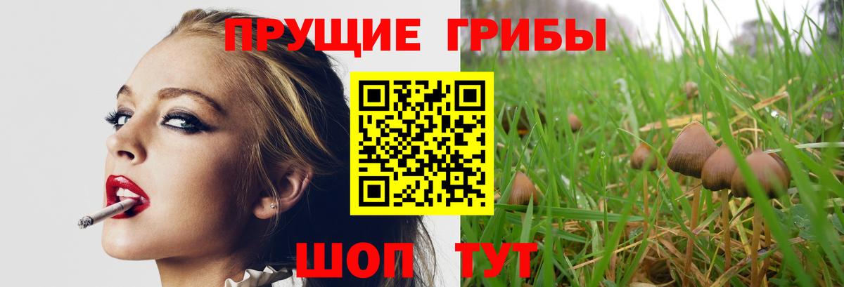 Псилоцибиновые грибы Psilocybe Сокол